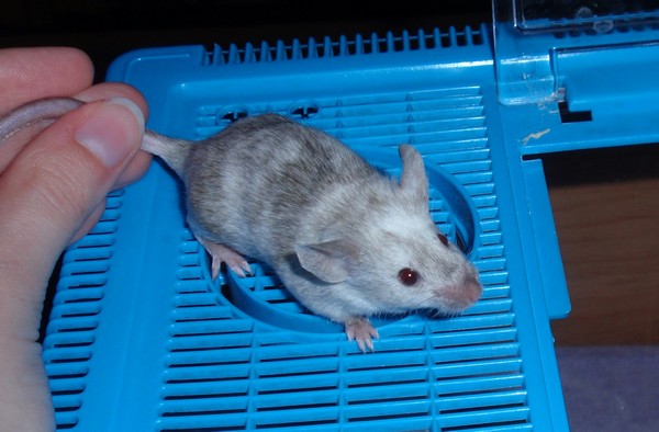 Bříško.JPG