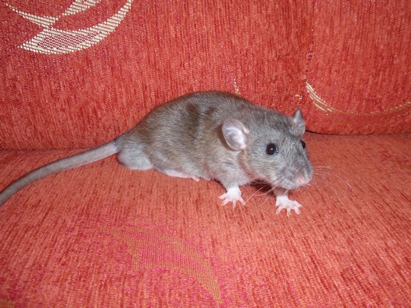 Rýša.JPG