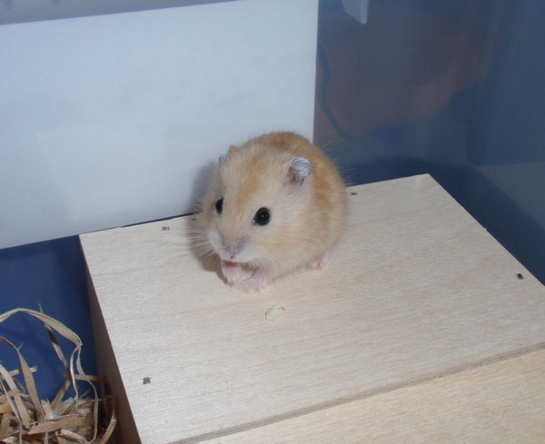 Kubík