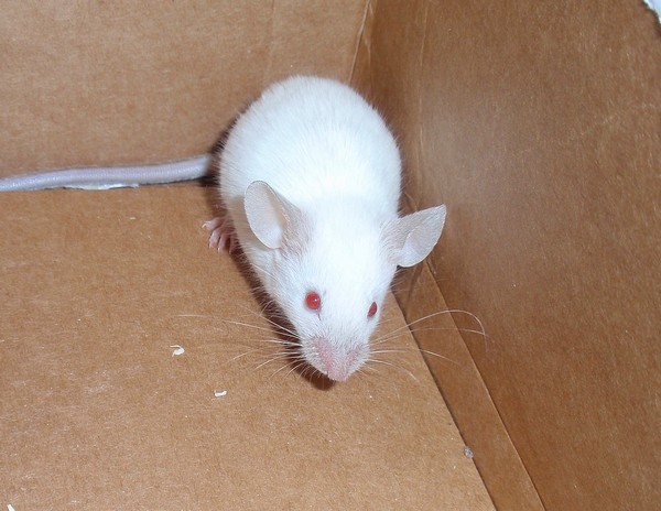 Casper
