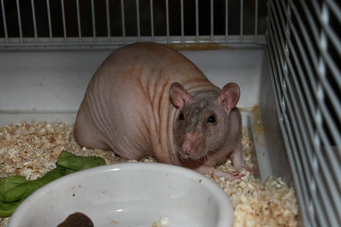 samec fuzz.JPG