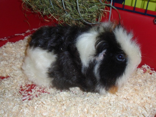Monty